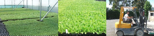 QuikStart Seedlings plant